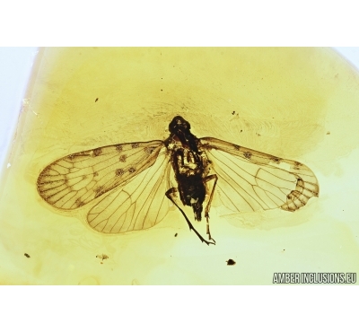 Planthopper, Cicada. Fossil inclusion in Baltic amber #7481