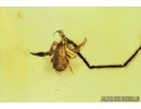 Pseudoscorpion, Spider and Fly. Fossil inclusions in Baltic amber #7538
