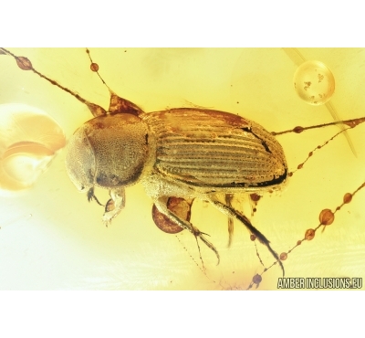 Very Rare Scarab beetle, Scarabaeidae:  Airapus lithuanicus in Spider Web! Fossil insect in Baltic amber #7557