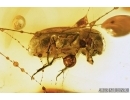 Very Rare Scarab beetle, Scarabaeidae:  Airapus lithuanicus in Spider Web! Fossil insect in Baltic amber #7557