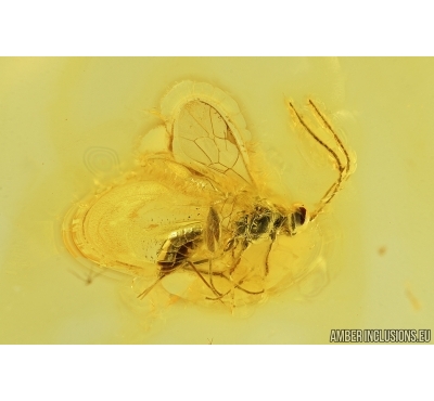 Wasp, Ichneumonidae, Hymenoptera. Fossil inclusion in Baltic amber #7561