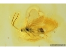 Wasp, Ichneumonidae, Hymenoptera. Fossil inclusion in Baltic amber #7561