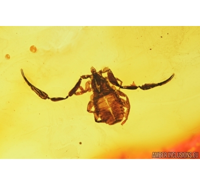 Nice Pseudoscorpion. Fossil inclusion in Baltic amber #7617