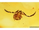 Nice Pseudoscorpion. Fossil inclusion in Baltic amber #7617