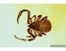 Nice Pseudoscorpion. Fossil inclusion in Baltic amber #7618