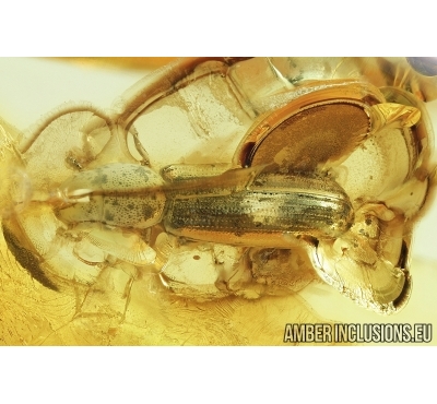 Nice Beetle, Probably Bark-gnawing Beetle, Trogossitidae. Fossil insect in Baltic amber #7646