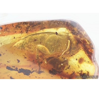 Big 14mm Tumbling Flower Beetle, Mordellidae. Fossil inclusion in Baltic amber 7649