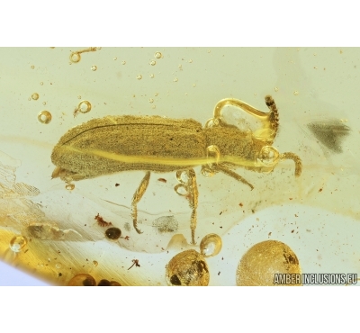 Cylindrical Bark beetle Colydiidae (Zopheridae). Fossil insect in Baltic amber #7651