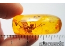 Big Spider, Araneae. Fossil inclusion in Baltic amber stone #7665