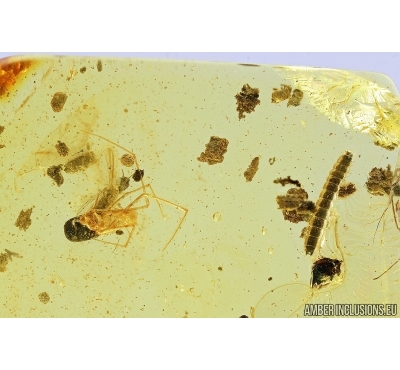 Spider, Beetle larva and More. Fossil inclusions in Baltic amber stone #7669