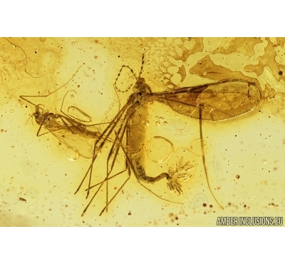 Cecidomyiidae, Gall Midge with Eggs and More. Fossil insect in Baltic amber #7675