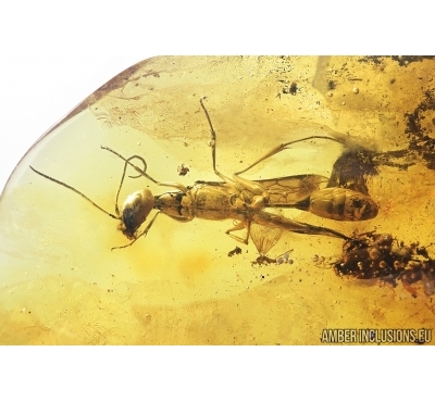 Extremely Rare, Big Wasp Sphecidae. Fossil insect, First example in Baltic amber. New gen., New spec! #7696