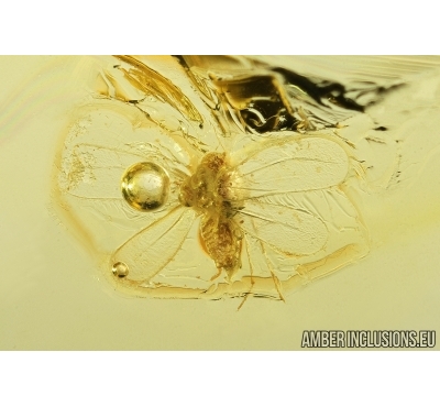 WHITEFLY, ALEYRODOIDEA. Fossil insect in Baltic amber #7725