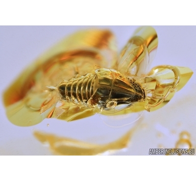 Very nice Cicadomorpha, Cicadeilidae nymph. Fossil inclusions in Baltic amber #7728