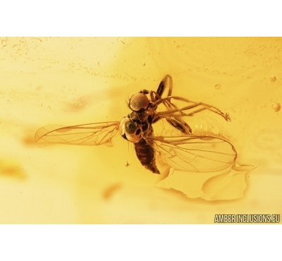 Dance fly, Empididae. Fossil insect in Baltic amber #7774
