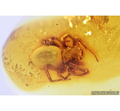 Jumping Spider, Salticidae. Fossil inclusion in Baltic amber #7776