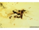 Jumping Spider, Salticidae with Fungus gnat, Wasps and Mite. Fossil inclusions in Baltic amber #7777