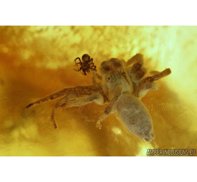 Nice Jumping Spider, Salticidae and Small Spider. Fossil inclusions in Baltic amber #7779