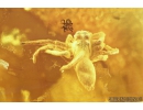Nice Jumping Spider, Salticidae and Small Spider. Fossil inclusions in Baltic amber #7779