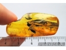 Nice Big Termite, Isoptera. Fossil inclusion in Baltic amber stone #7780