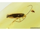 Extremely Rare Caddisfly, Trichoptera with androconial organs! Fossil insect in Baltic amber #7783