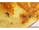 Pseudoscorpion, Ant, two Beetles, Mite, Spider and More. Fossil inclusions in Baltic amber #7831