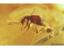 Pseudoscorpion, Ant, two Beetles, Mite, Spider and More. Fossil inclusions in Baltic amber #7831