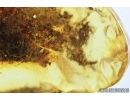 Wood fragment and Fungus. Fossil inclusions in Baltic amber #7880