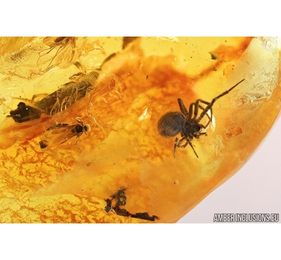 Spider Araneae and Dance fly Empididae. Fossil inclusions in Baltic amber #7944