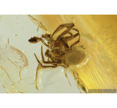 Nice Spider, Araneae. Fossil inclusion in Baltic amber stone #7946