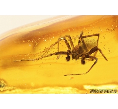 Nice Big Spider, Araneae. Fossil inclusion in Baltic amber stone #7947