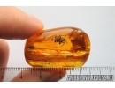 Nice Big Spider, Araneae. Fossil inclusion in Baltic amber stone #7947