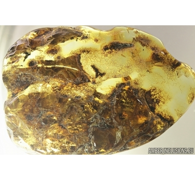 Tree Bark. Fossil inclusion in Baltic amber #7956
