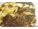 Tree Bark. Fossil inclusion in Baltic amber #7956