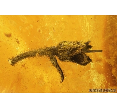Very Nice Flower, Plant. Fossil inclusion in Baltic amber #7979