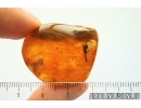 Very Nice Flower, Plant. Fossil inclusion in Baltic amber #7979