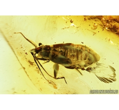 True Bug Nymph, Miridae. Fossil insect in Baltic amber #8012