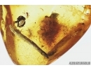Moss and Leaves. Fossil inclusions in Baltic amber #8014
