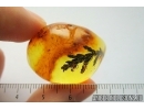 Very Nice, Big 22mm! Thuja. Fossil inclusion in Baltic amber #8035