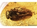 Planthopper, Cicada. Fossil insect in Baltic amber #8045