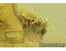 Very nice Planthopper, Cicada. Fossil insect in Baltic amber #8048