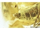 Very nice Planthopper, Cicada. Fossil insect in Baltic amber #8048