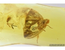 Very nice, Big  Planthopper, Cicada. Fossil insect in Baltic amber #8127