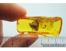 Very nice, Big  Planthopper, Cicada. Fossil insect in Baltic amber #8127