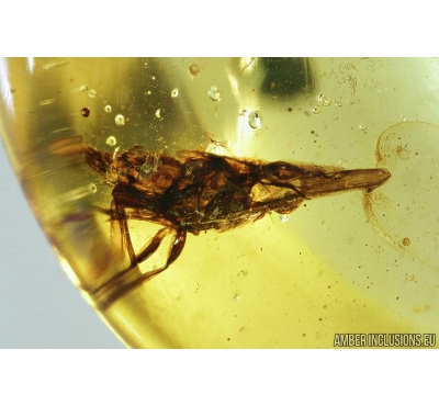 Cicadina, Distyopharidae. Burmite Amber from Myanmar #8129