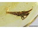 Cicadina, Distyopharidae. Burmite Amber from Myanmar #8129