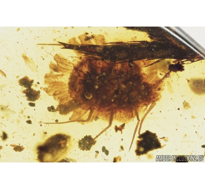 Rare Coccid Ortheziidae. Fossil insect in Burmite Amber from Myanmar #8130