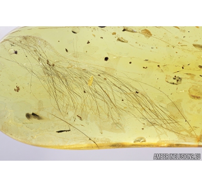 Mammalian hair. Fossil inclusion in Baltic amber #8191
