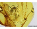 Two Ants and Cricket. Fossil inclusions in Baltic amber stone #8192