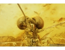 Nice Mayfly, Ephemeroptera. Fossil insect in Baltic amber stone #8194